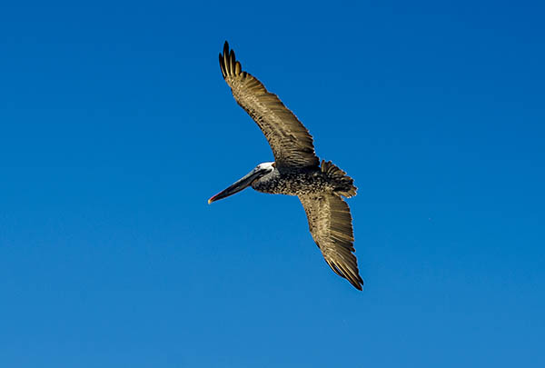 Pelícano - isla Santa Cruz - islas Galápagos - Ecuador 4.jpg